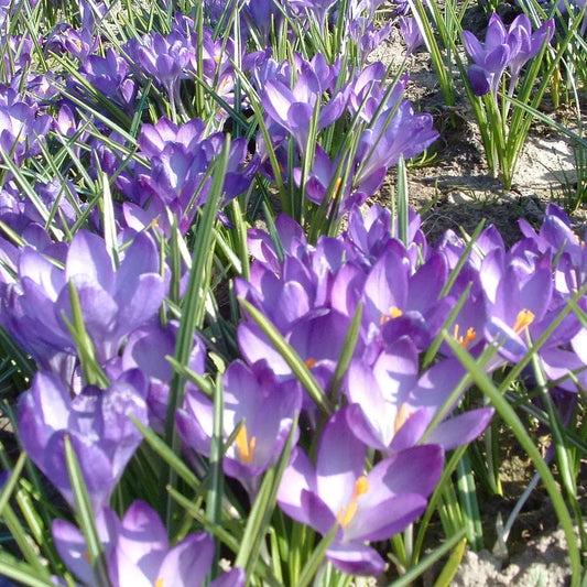Bulbes de crocus tommasinianus ruby giant bio – La Ferme de Sainte Marthe
