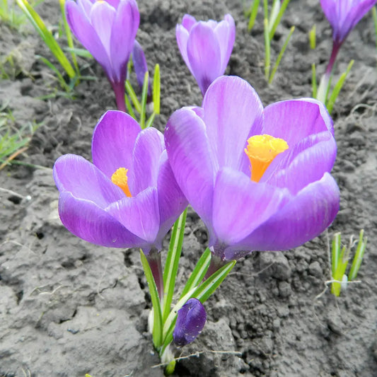 Bulbes de crocus vernus flower record bio – La Ferme de Sainte Marthe