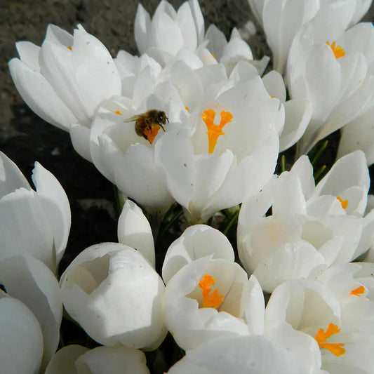 Bulbes de crocus vernus jeanne darc' bio – La Ferme de Sainte Marthe