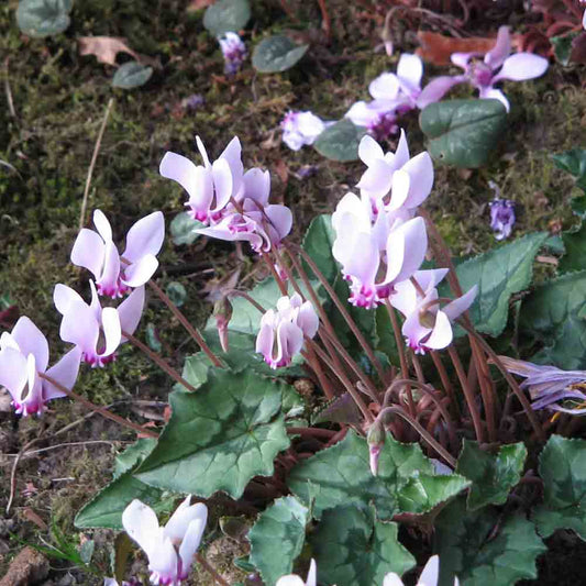 Bulbes de cyclamen de naples – La Ferme de Sainte Marthe