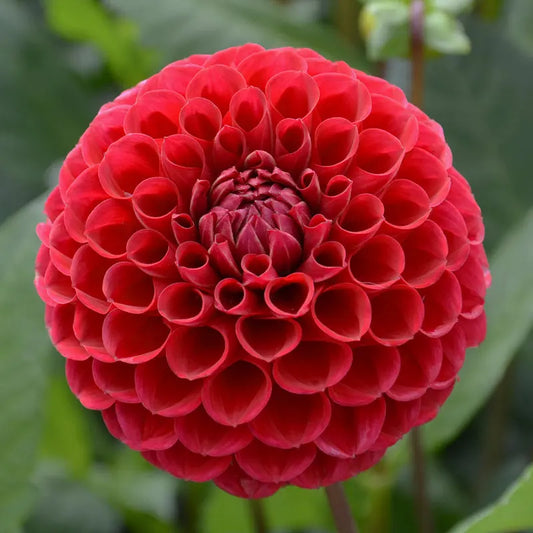 Bulbes de dahlia balle cornel – La Ferme de Sainte Marthe