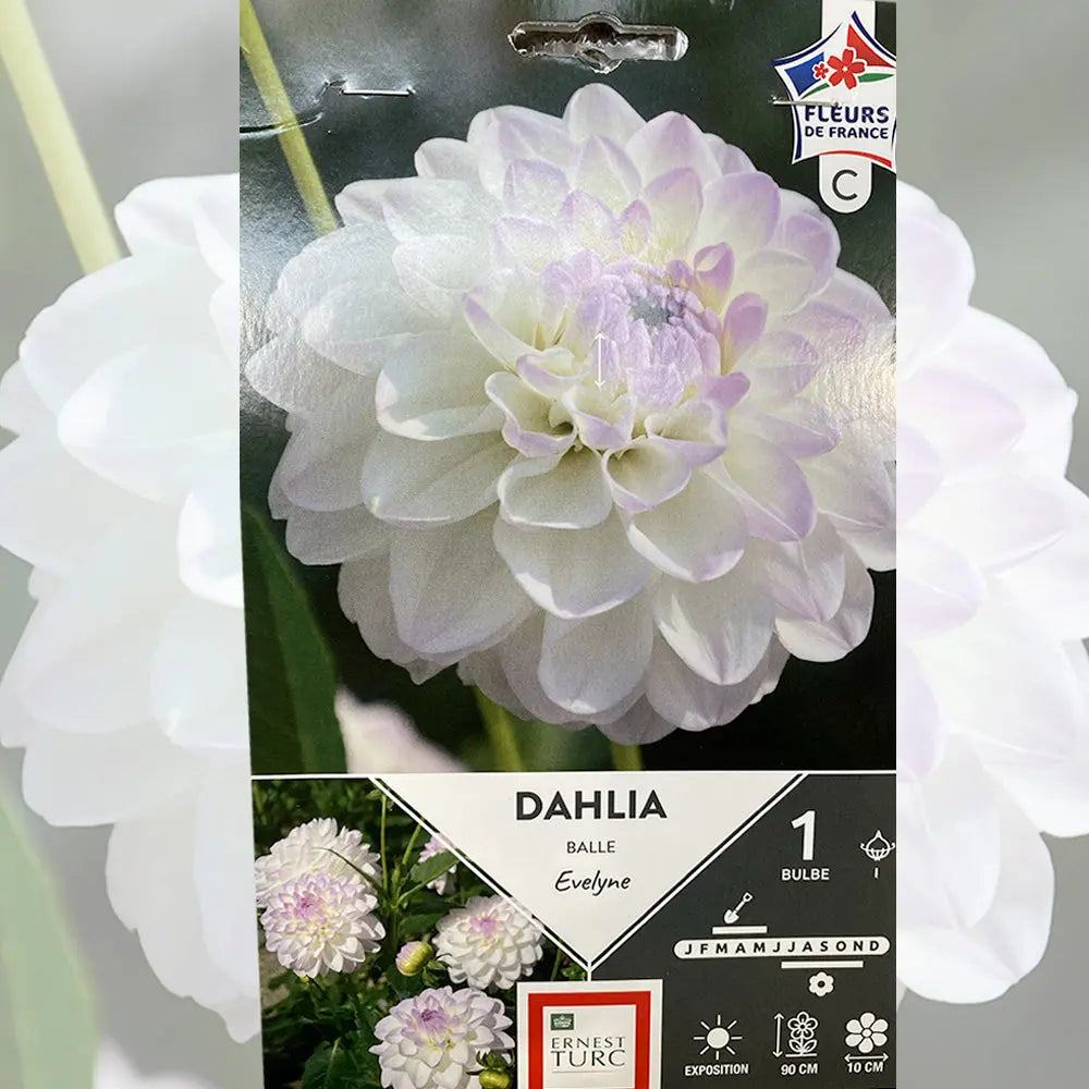 Bulbes de dahlia balle evelyne bio – La Ferme de Sainte Marthe