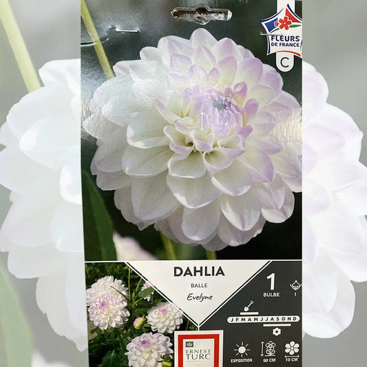 Bulbes de dahlia balle evelyne bio – La Ferme de Sainte Marthe