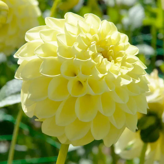 Bulbes de dahlia balle jowey martina bio – La Ferme de Sainte Marthe