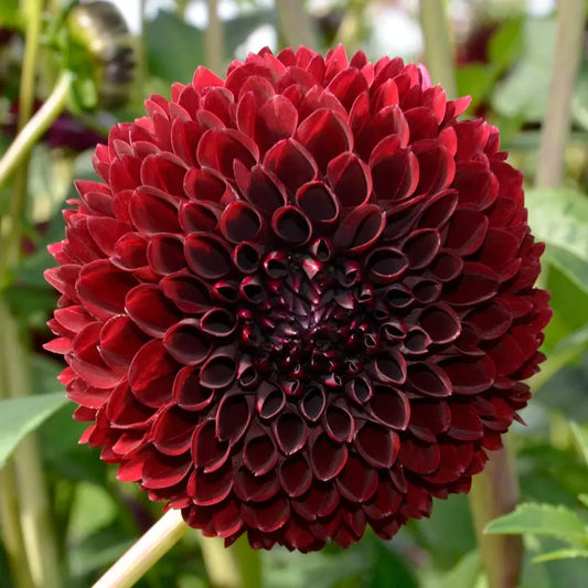 Bulbes de dahlia balle jowey mirella – La Ferme de Sainte Marthe
