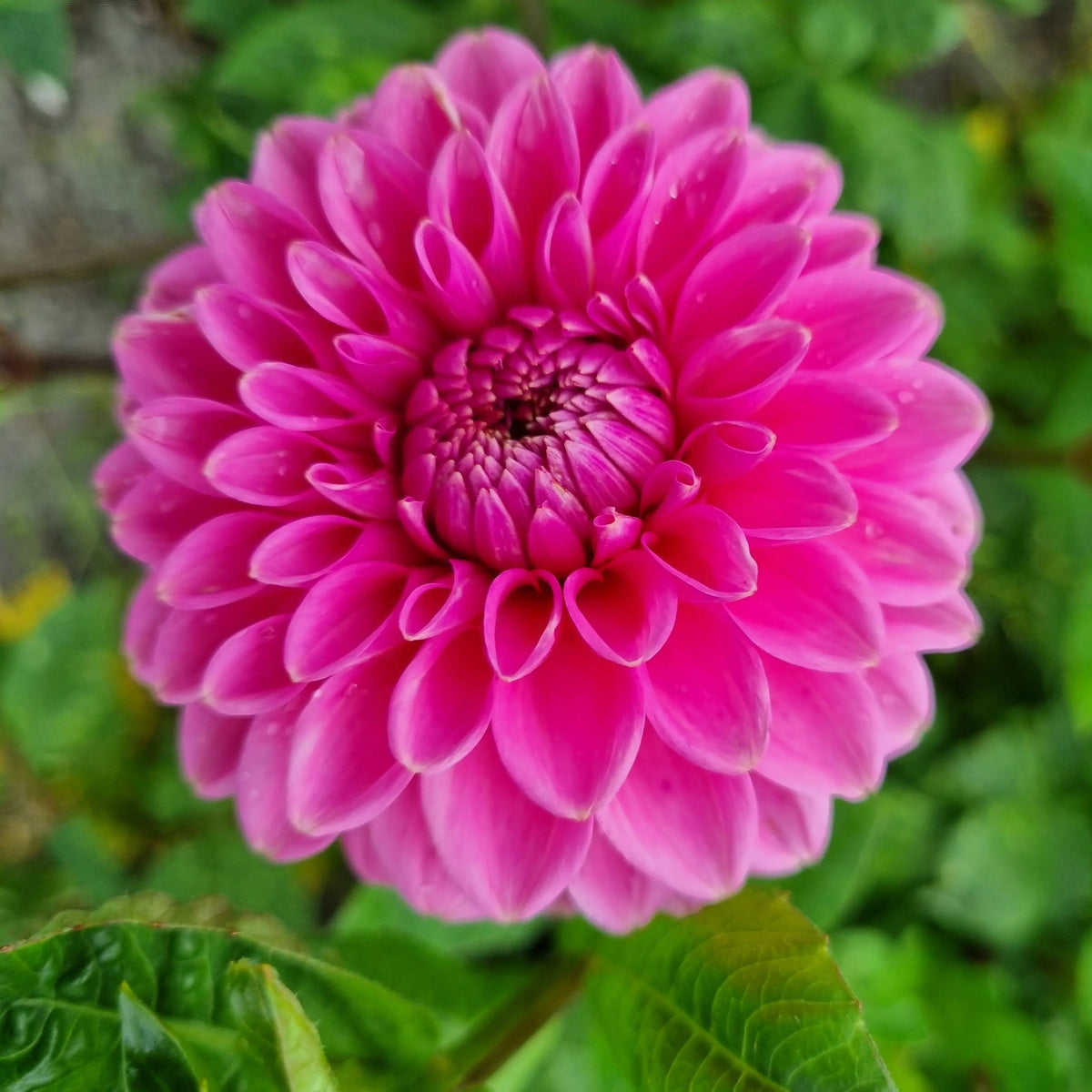 Bulbes de dahlia balle sandra bio – La Ferme de Sainte Marthe