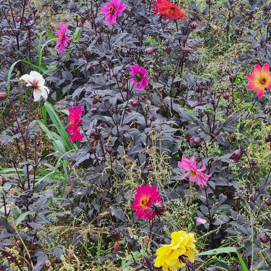 Bulbes de dahlia bijen en mélange pour abeilles bio – La Ferme de Sainte Marthe