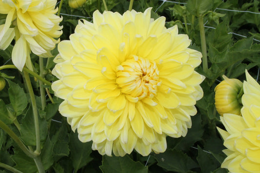Bulbes de dahlia bilbao – La Ferme de Sainte Marthe