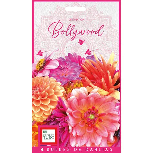 Bulbes de dahlia bollywood (assortiment) – La Ferme de Sainte Marthe