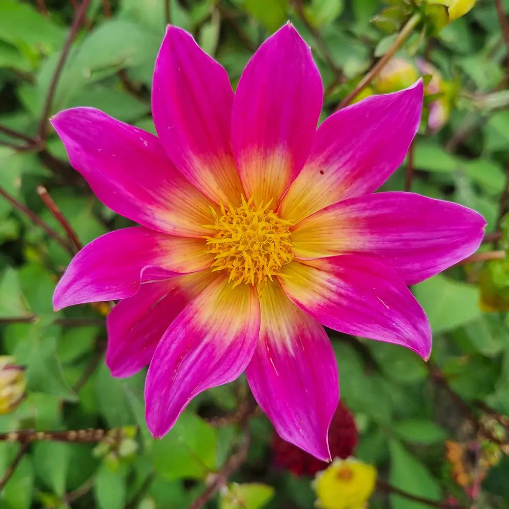 Bulbes de dahlia bright eyes – La Ferme de Sainte Marthe