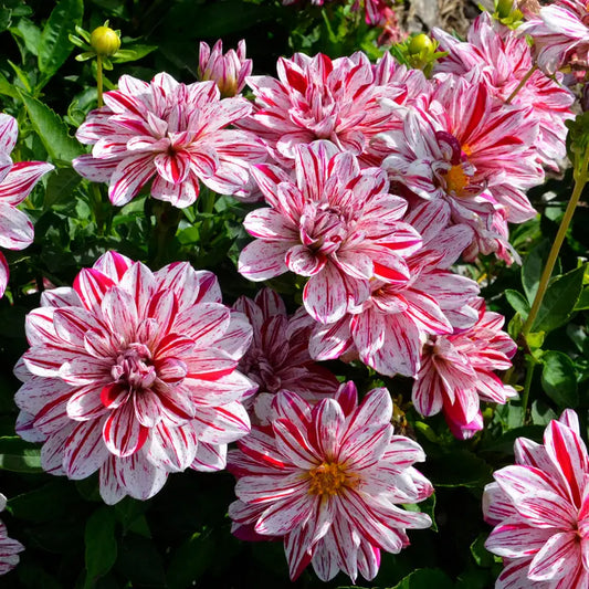 Bulbes de dahlia buisson nain porthos – La Ferme de Sainte Marthe