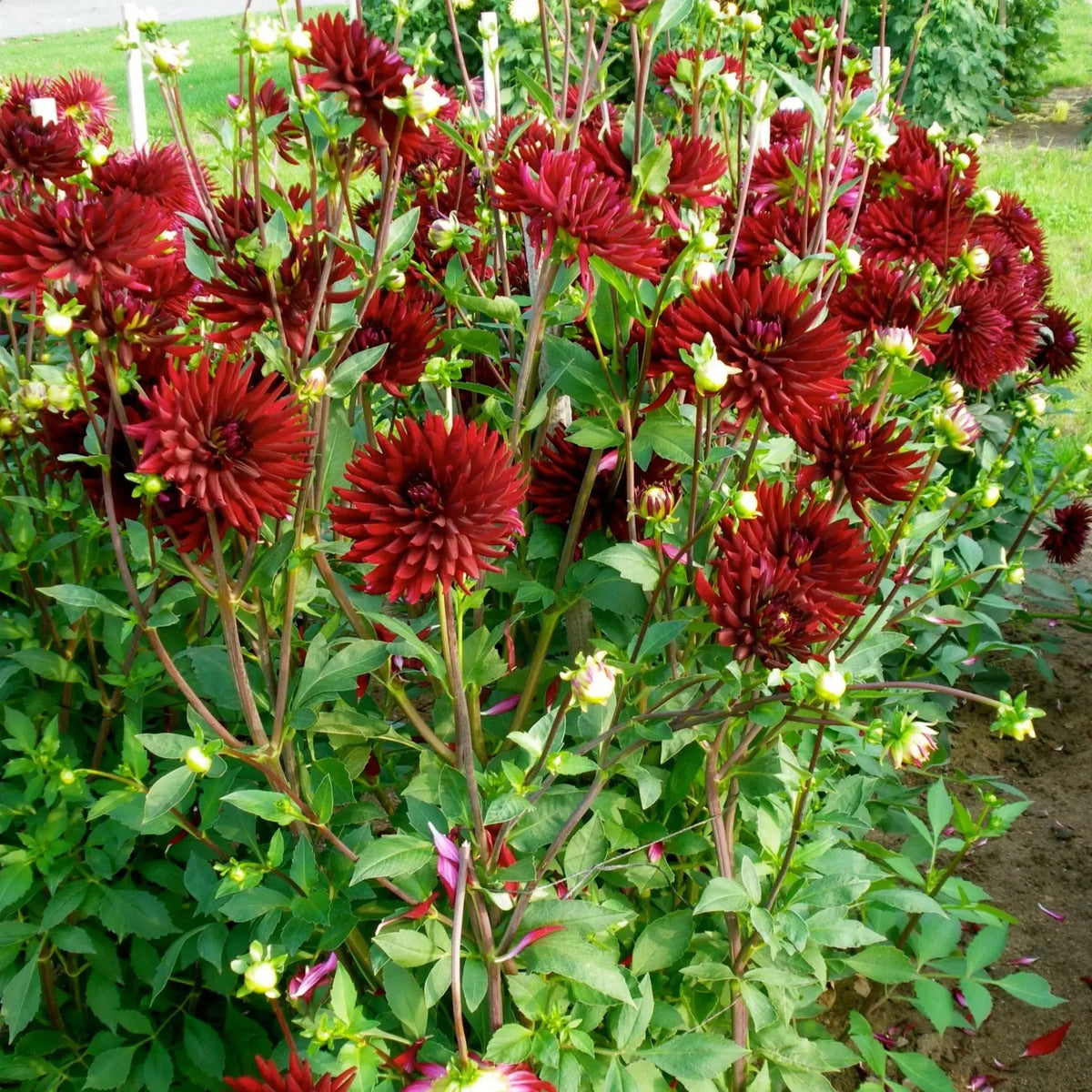Bulbes de dahlia cactus chat noir – La Ferme de Sainte Marthe
