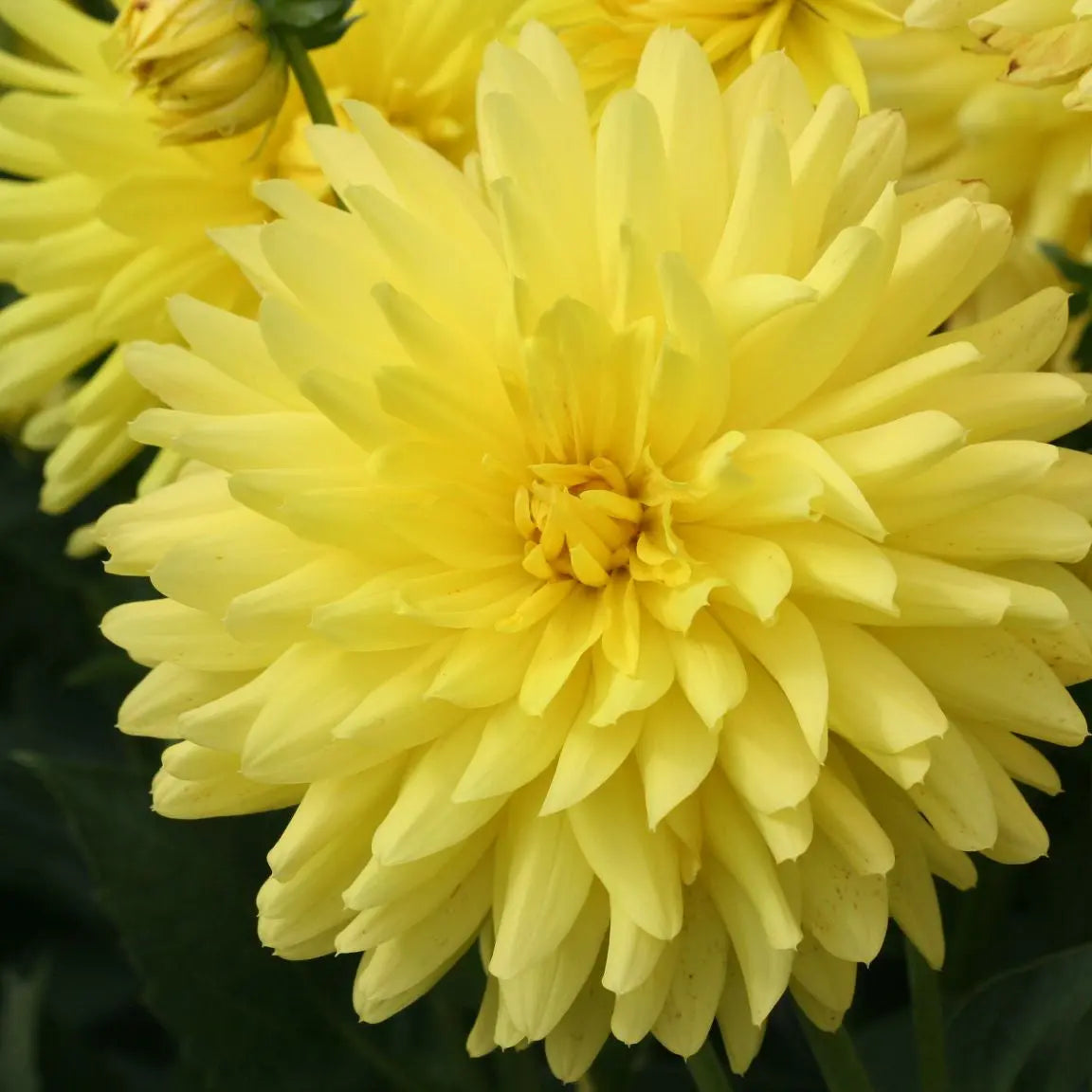 Bulbes de dahlia cactus fantasia – La Ferme de Sainte Marthe
