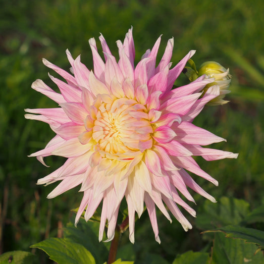 Bulbes de dahlia cactus kiev bio – La Ferme de Sainte Marthe