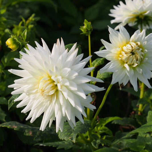 Bulbes de dahlia cactus my love bio – La Ferme de Sainte Marthe