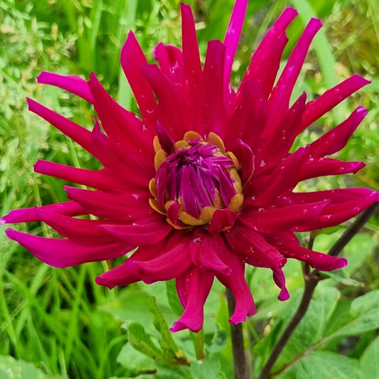 Bulbes de dahlia cactus orfeo bio – La Ferme de Sainte Marthe