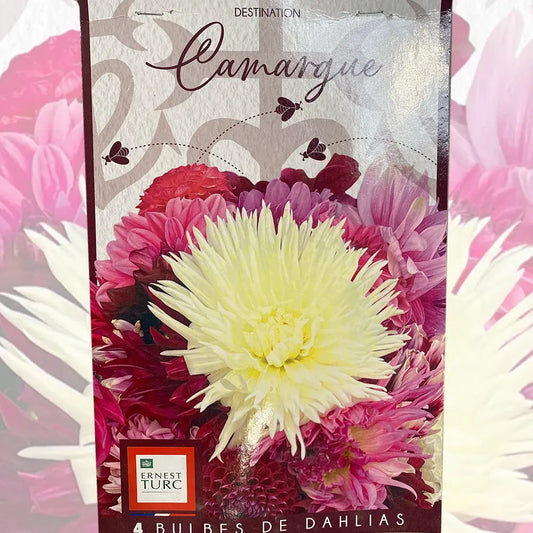 Bulbes de dahlia camargue (assortiment) – La Ferme de Sainte Marthe