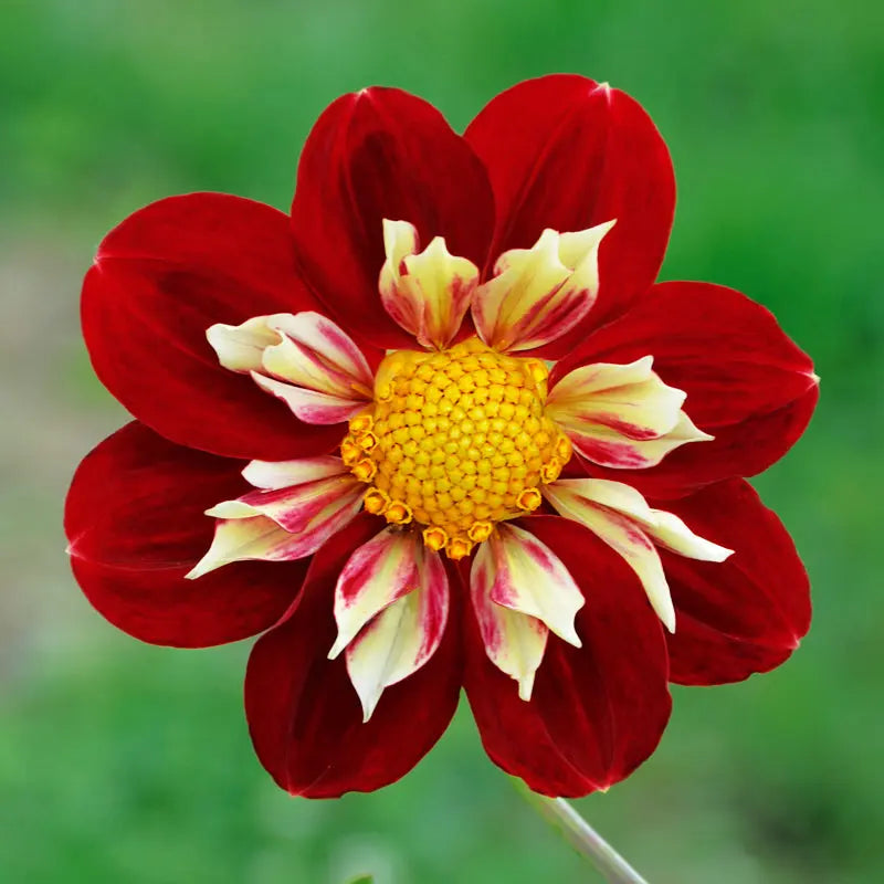 Bulbes de dahlia collerette raissa – La Ferme de Sainte Marthe
