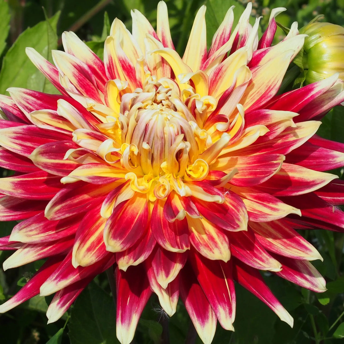 Bulbes de dahlia décoratif akita bio – La Ferme de Sainte Marthe