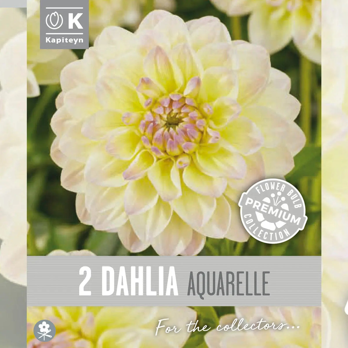 Bulbes de dahlia décoratif aquarelle – La Ferme de Sainte Marthe
