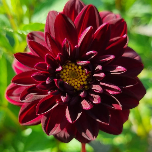 Bulbes de dahlia décoratif arabian night bio – La Ferme de Sainte Marthe