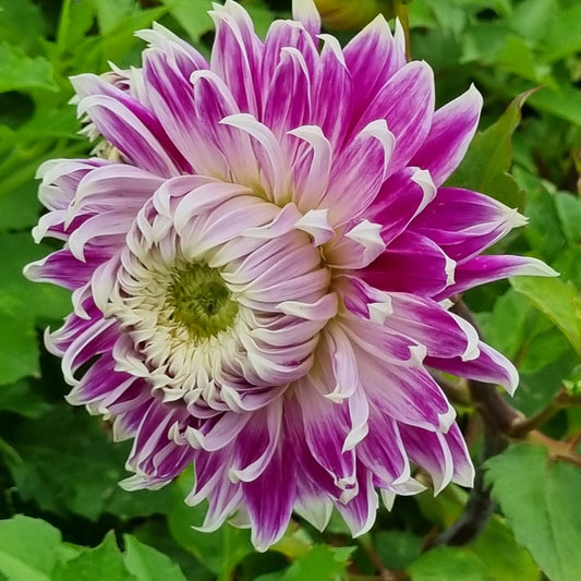 Bulbes de dahlia décoratif avignon bio – La Ferme de Sainte Marthe