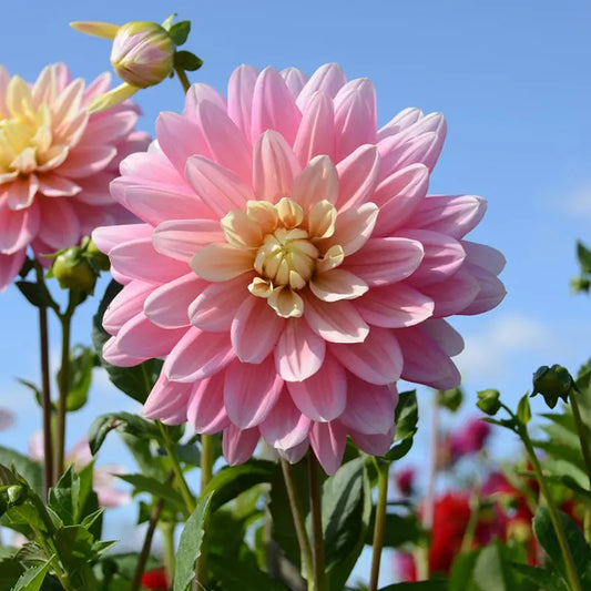 Bulbes de dahlia décoratif bel amour bio – La Ferme de Sainte Marthe