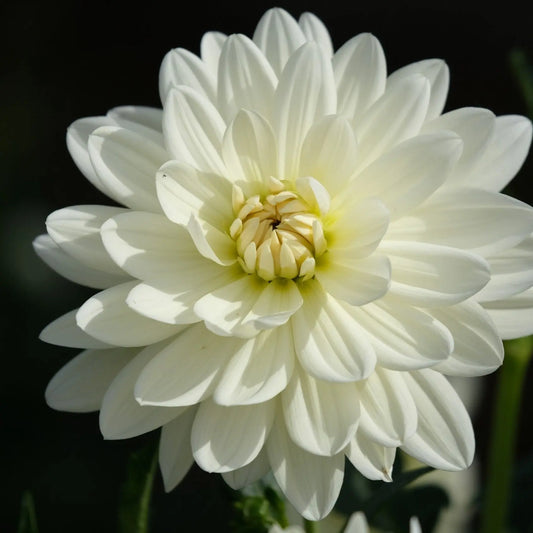 Bulbes de dahlia décoratif blanc perfection bio – La Ferme de Sainte Marthe