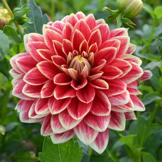 Bulbes de dahlia décoratif caballero – La Ferme de Sainte Marthe