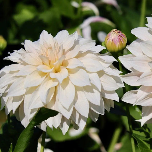 Bulbes de dahlia décoratif café au lait bio – La Ferme de Sainte Marthe