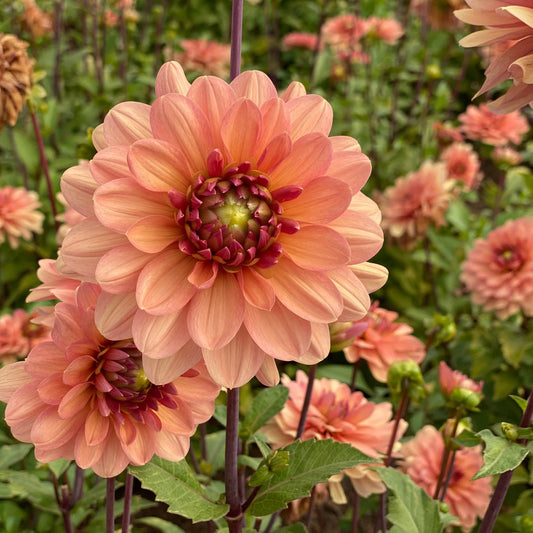 Bulbes de dahlia décoratif château de la bourdaisière bio – La Ferme de Sainte Marthe