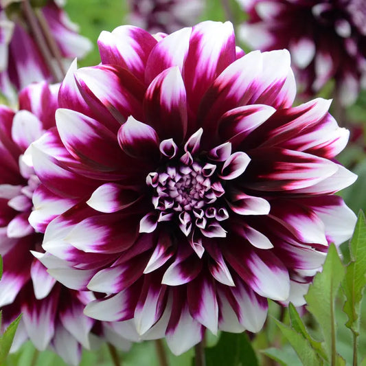 Bulbes de dahlia décoratif contraste – La Ferme de Sainte Marthe