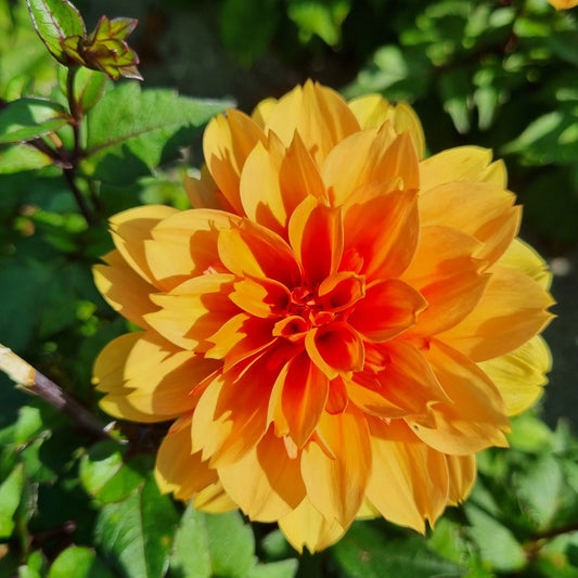 Bulbes de dahlia décoratif david howard bio – La Ferme de Sainte Marthe
