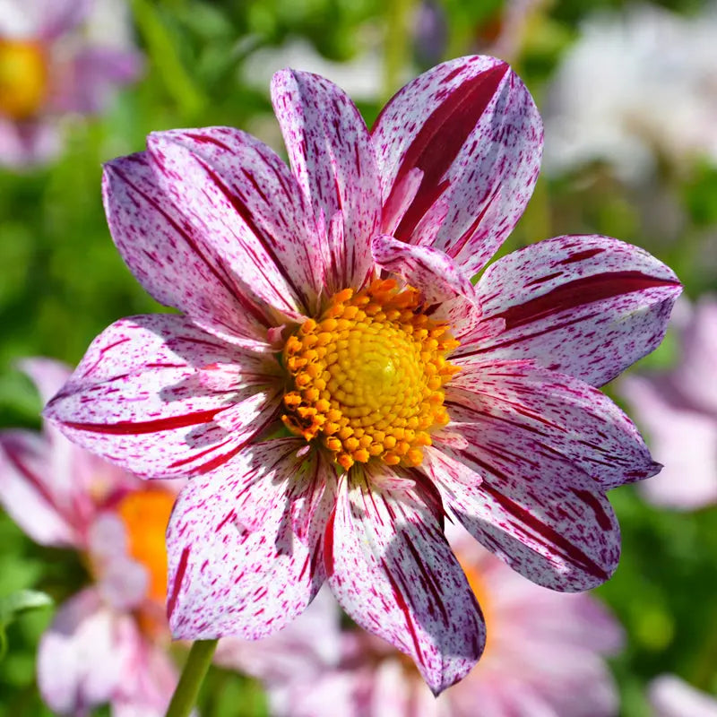 Bulbes de dahlia décoratif géant icare – La Ferme de Sainte Marthe