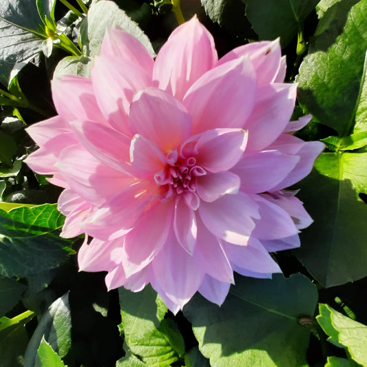 Bulbes de dahlia décoratif lavender perfection bio – La Ferme de Sainte Marthe