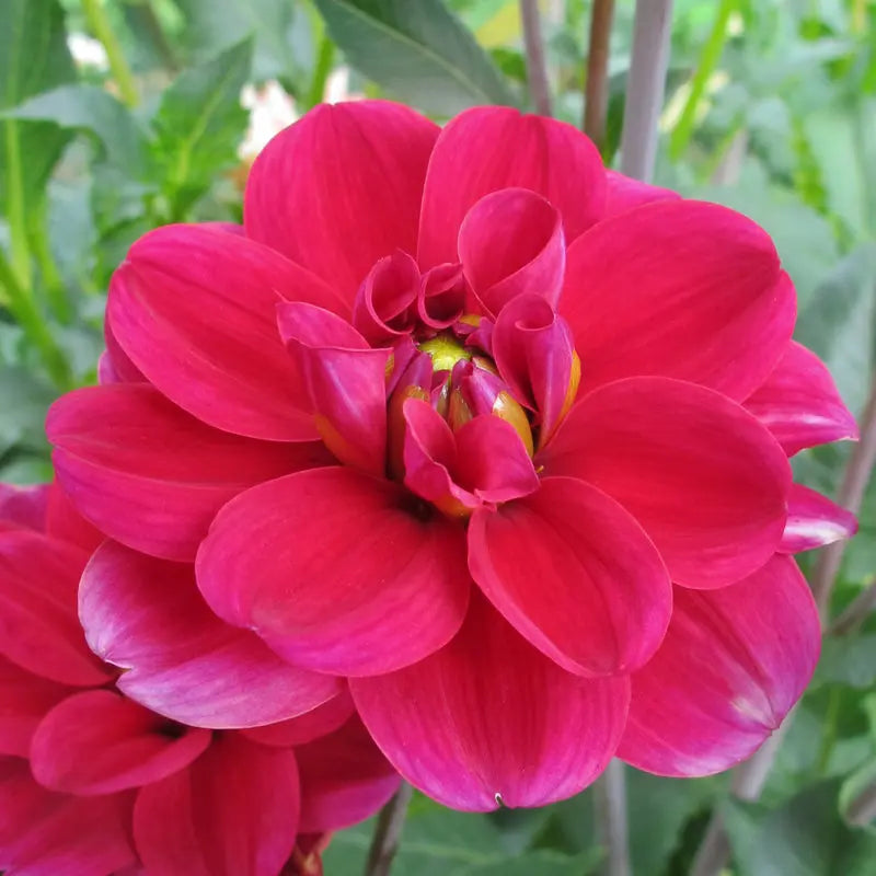 Bulbes de dahlia décoratif mille feux – La Ferme de Sainte Marthe