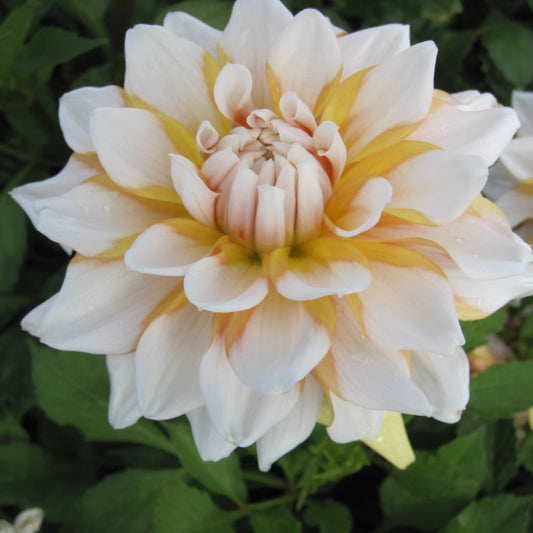 Bulbes de dahlia décoratif seattle bio – La Ferme de Sainte Marthe