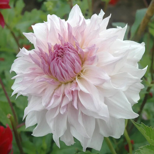 Bulbes de dahlia décoratif shiloh noëlle bio – La Ferme de Sainte Marthe