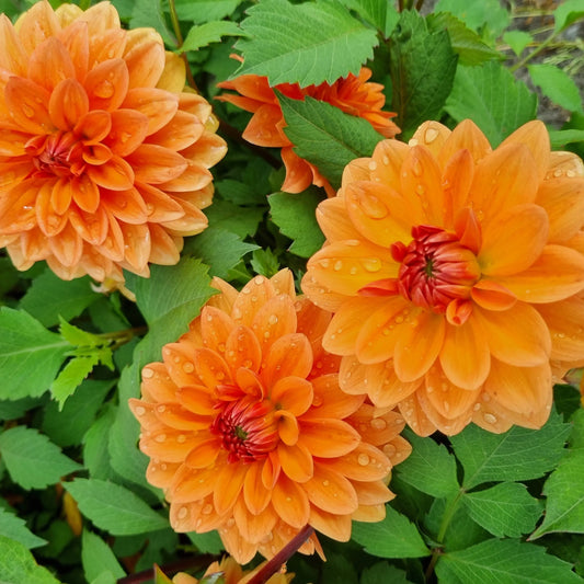 Bulbes de dahlia décoratif summerflame bio – La Ferme de Sainte Marthe