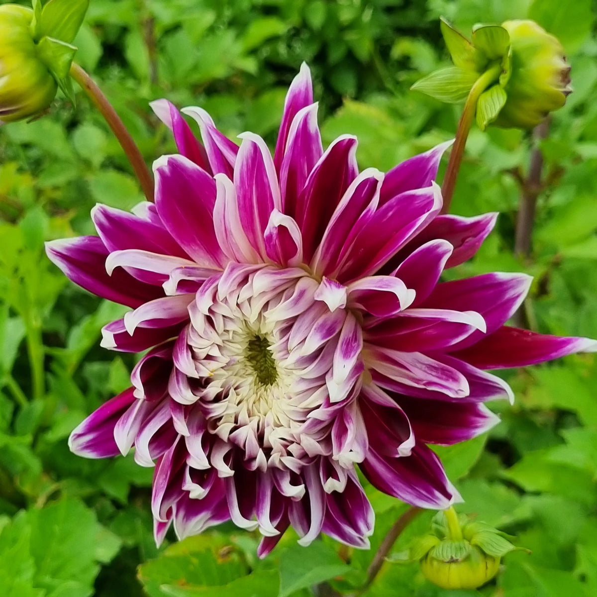 Bulbes de dahlia décoratif vancouver bio – La Ferme de Sainte Marthe