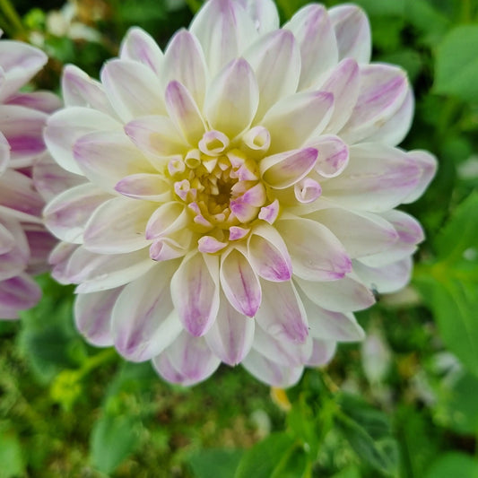 Bulbes de dahlia décoratif wittem bio – La Ferme de Sainte Marthe