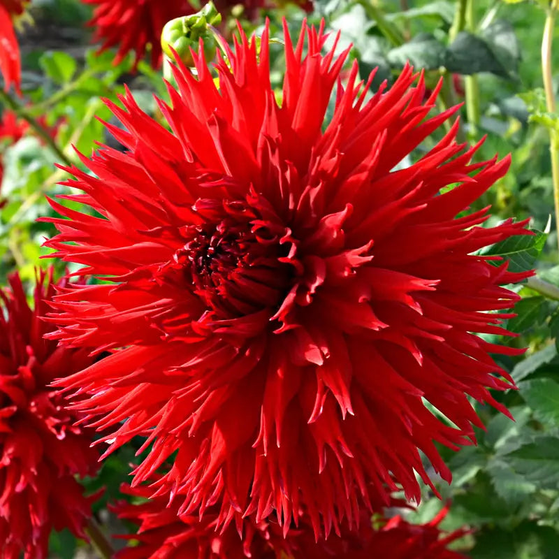 Bulbes de dahlia dentelle jax bio – La Ferme de Sainte Marthe