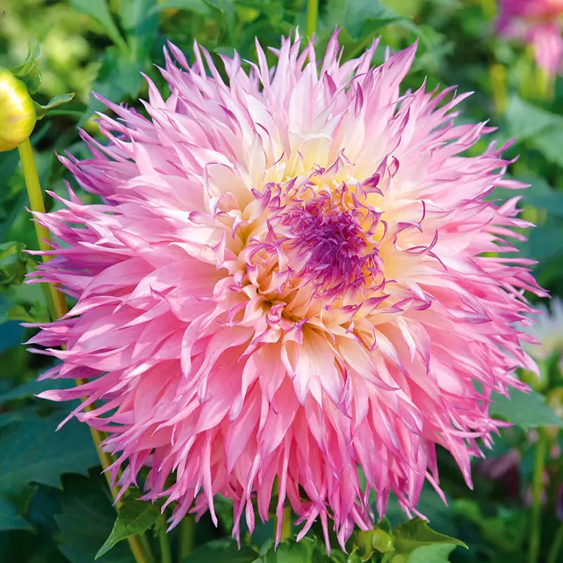 Bulbes de dahlia dentelle pineland's princess bio – La Ferme de Sainte Marthe