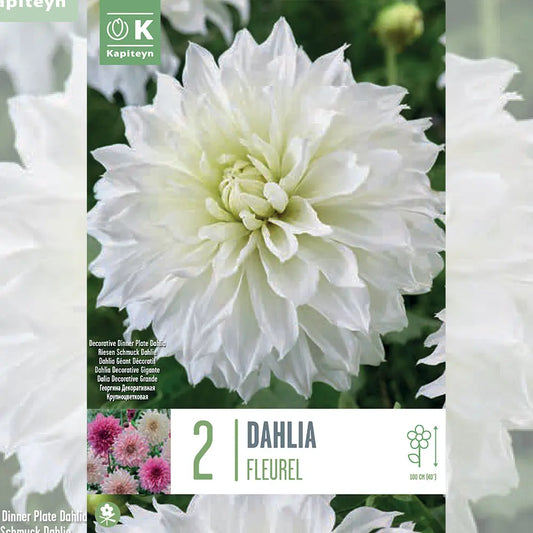 Bulbes de dahlia fleurel – La Ferme de Sainte Marthe