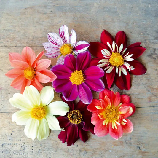 Bulbes de dahlia géant mélange – La Ferme de Sainte Marthe