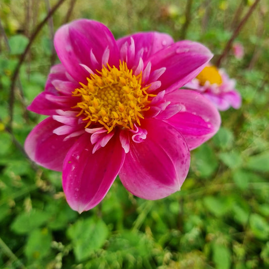 Bulbes de dahlia hartenaas bio – La Ferme de Sainte Marthe