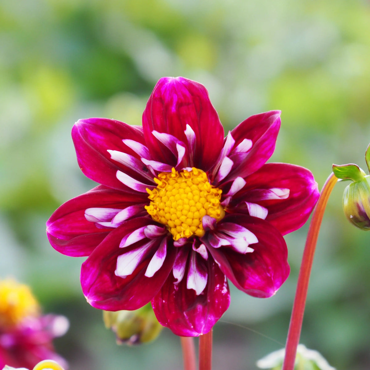Bulbes de dahlia impression fantastico bio – La Ferme de Sainte Marthe