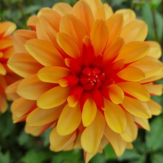 Bulbes de dahlia japlou – La Ferme de Sainte Marthe