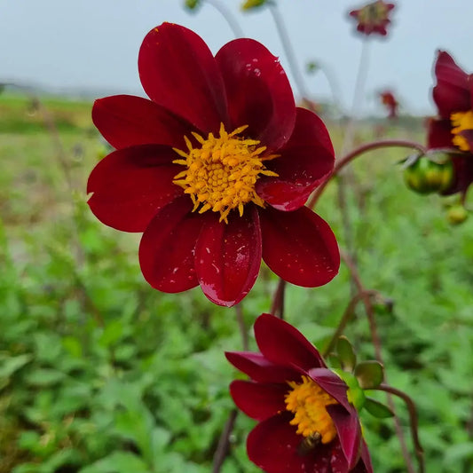 Bulbes de dahlia mexican star – La Ferme de Sainte Marthe