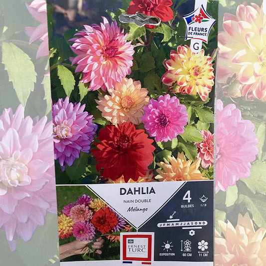 Bulbes de dahlia nain double mélange – La Ferme de Sainte Marthe